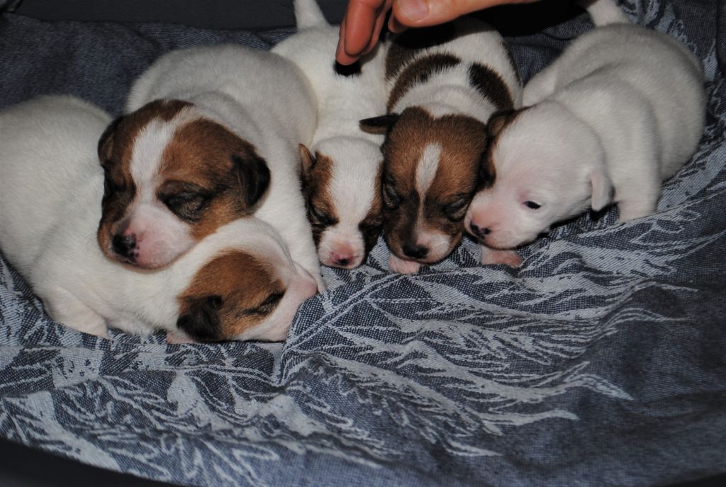 Des Terriers Du Marsan - Jack Russell Terrier - Portée née le 24/09/2019