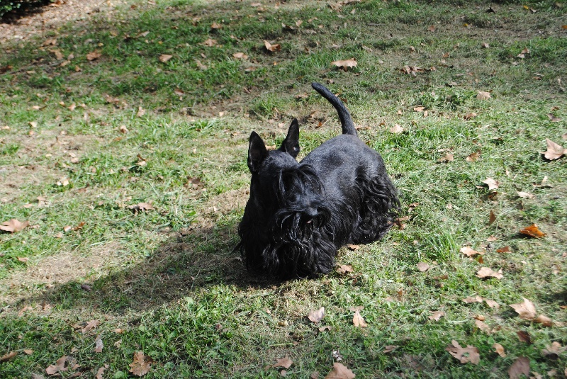 Garbo Des Terriers Du Marsan