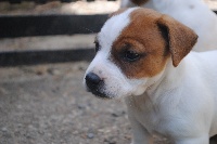 Des Terriers Du Marsan - Jack Russell Terrier - Portée née le 25/04/2012