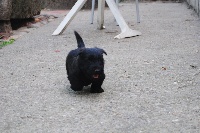 Des Terriers Du Marsan - Scottish Terrier - Portée née le 14/06/2012