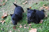 Des Terriers Du Marsan - Scottish Terrier - Portée née le 04/10/2014