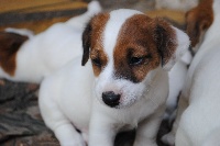 Des Terriers Du Marsan - Jack Russell Terrier - Portée née le 11/07/2013