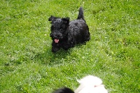 Des Terriers Du Marsan - Scottish Terrier - Portée née le 11/04/2013