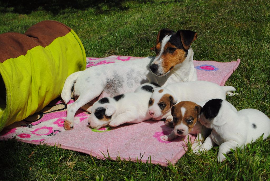 chiot Jack Russell Terrier Des Terriers Du Marsan