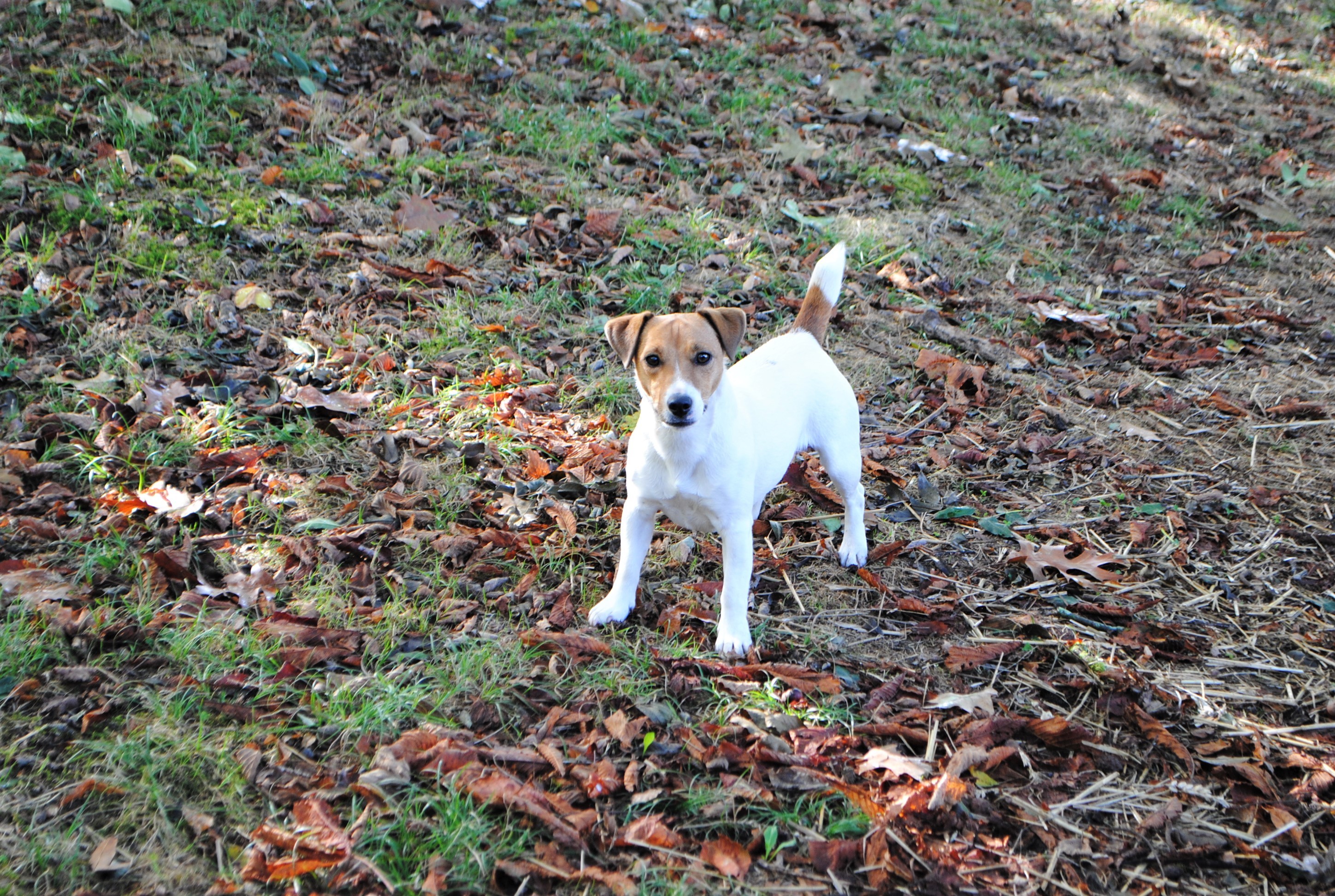 Ouna Des Terriers Du Marsan