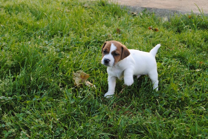Des Terriers Du Marsan - Jack Russell Terrier - Portée née le 29/03/2015